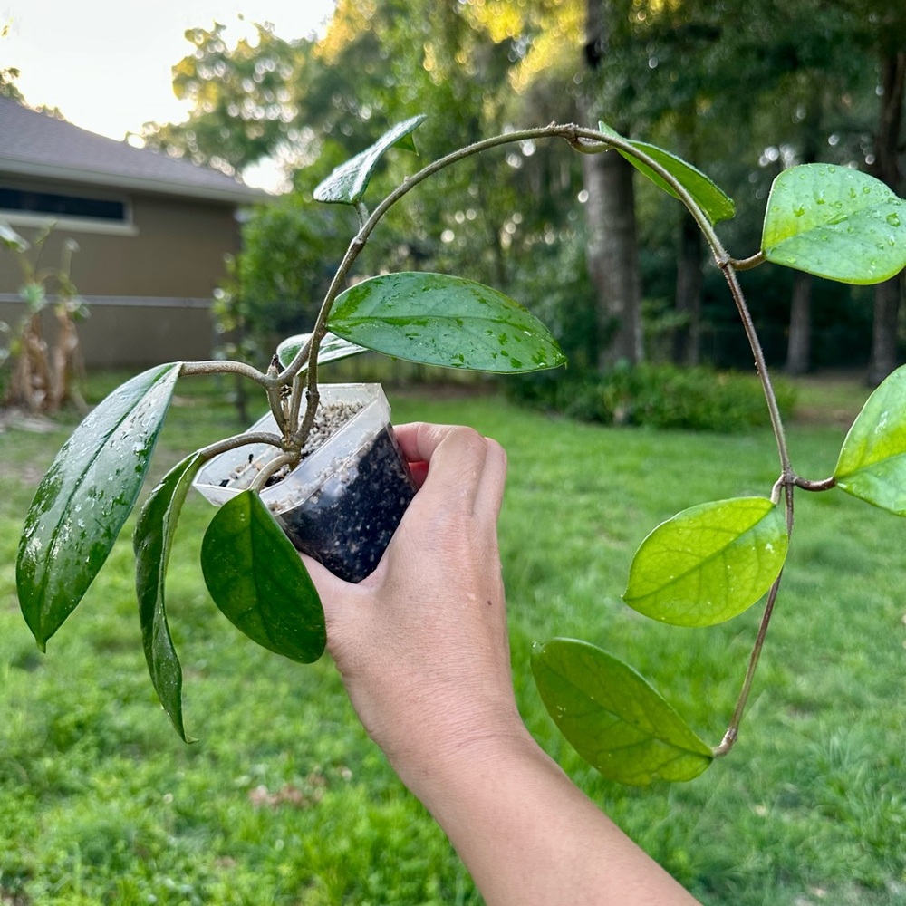 Hoya Fungii Plant Super Deal!